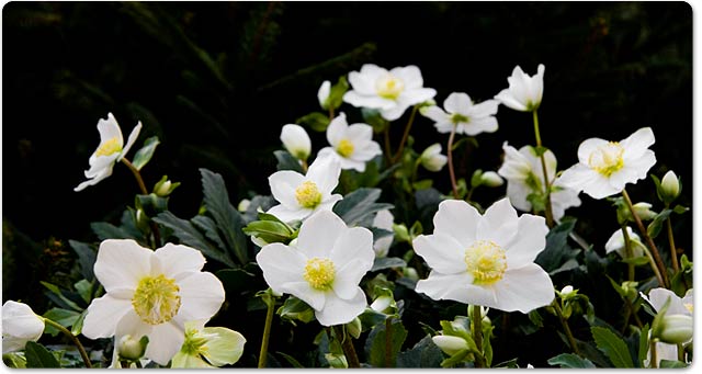 A romantic choice for your winter wedding flowers