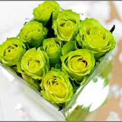 Acid Green: 2009 Summer Color