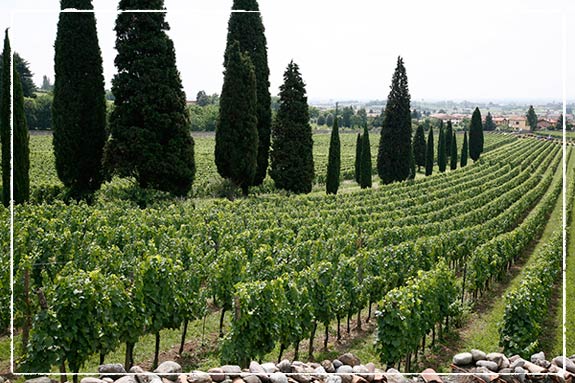 Vineyard courtesy of Italian Lakes Weddingcom