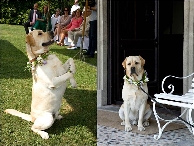 ideas-for-dog-weddings