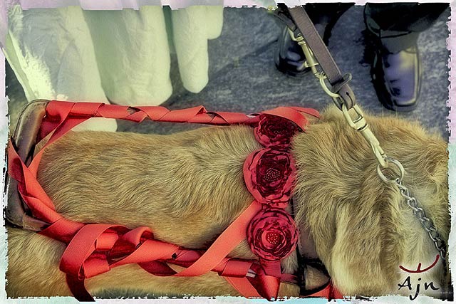 dog-decorations-for-wedding