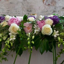 Old fashioned Peony