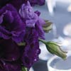 Lake Como Wedding