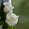 Spring Wedding at Villa Muggia, Stresa