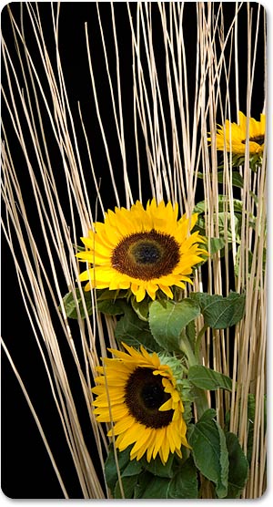 italian-wedding-sunflowers