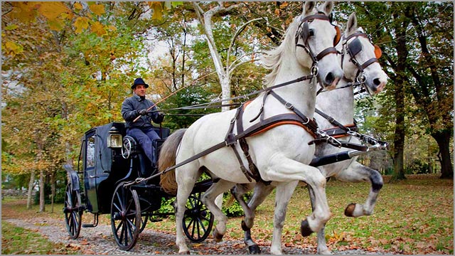 wedding horse-carriage lake Maggiore Italy