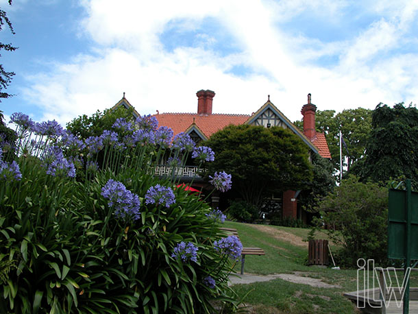 Agapanthus-wedding-flowers