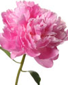 Peony flowers