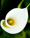 Calla Lilies