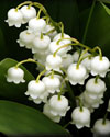 Lily of the Valley